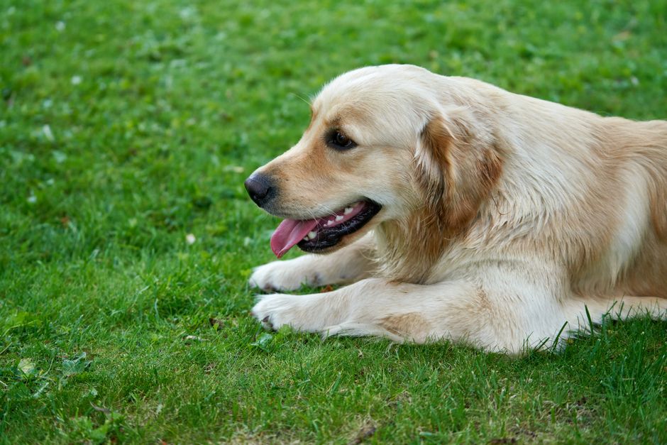 Happy golden retriever with its sitter